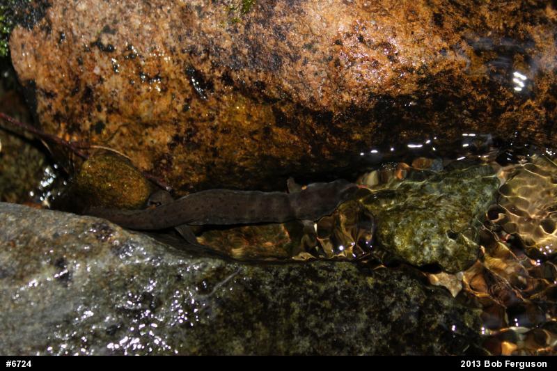 Northern Dusky Salamander