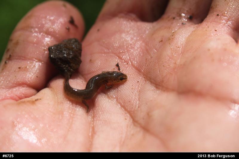 Northern Red Salamander