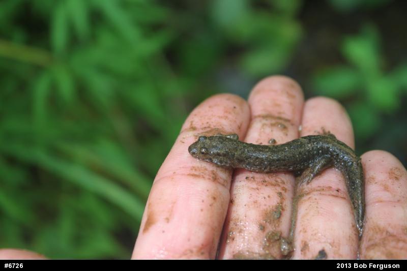 Northern Dusky Salamander