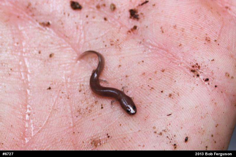 Northern Dusky Salamander