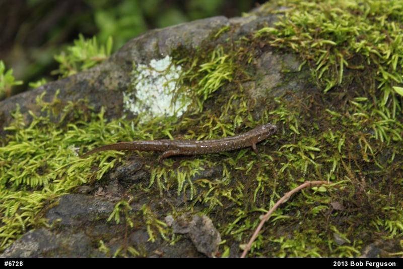 Northern Dusky Salamander