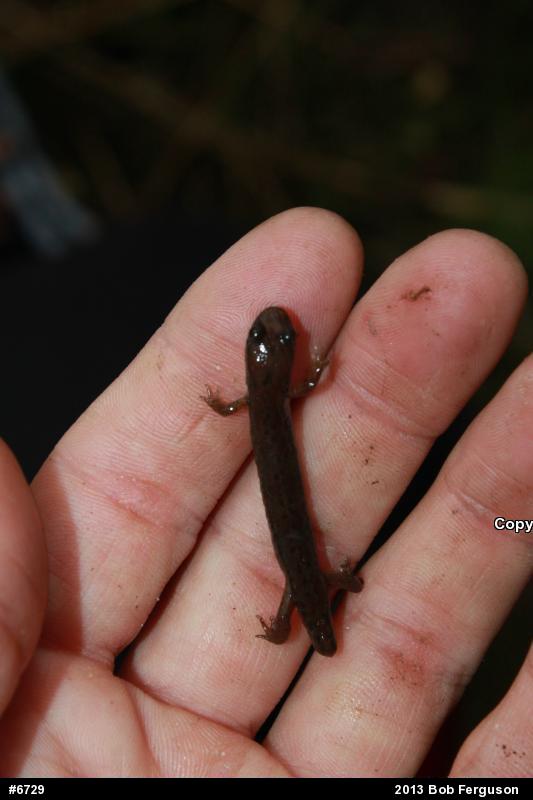 Northern Dusky Salamander