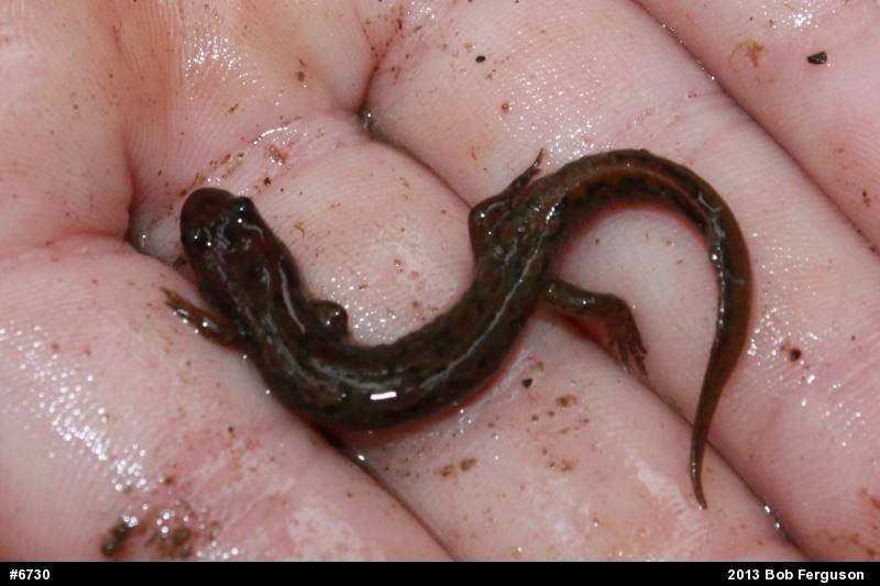 Northern Dusky Salamander