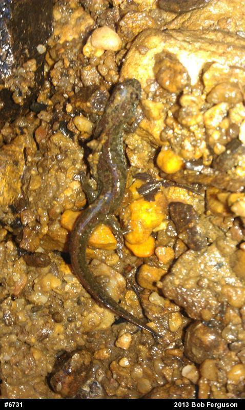 Northern Dusky Salamander