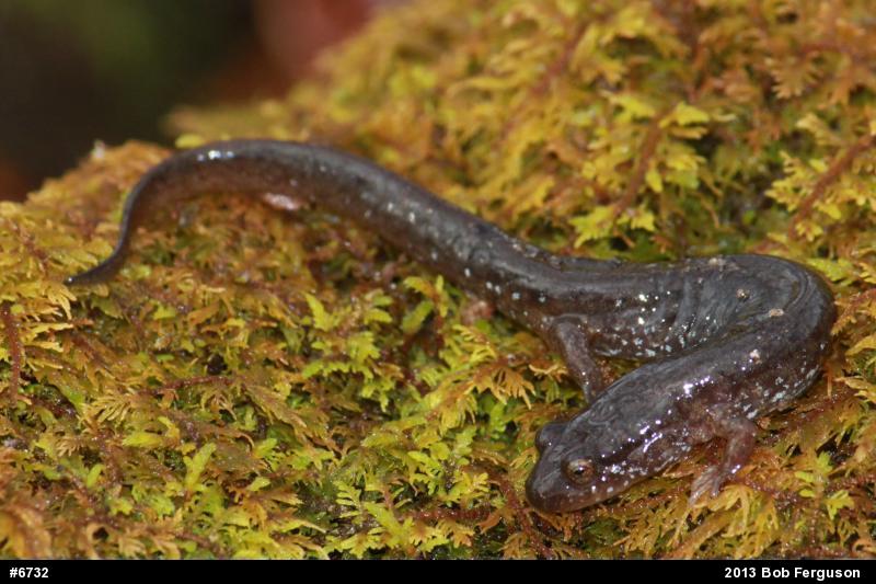 Northern Dusky Salamander
