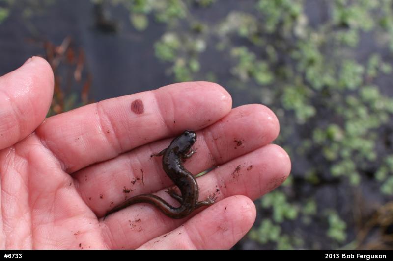 Northern Dusky Salamander