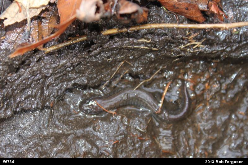Northern Dusky Salamander