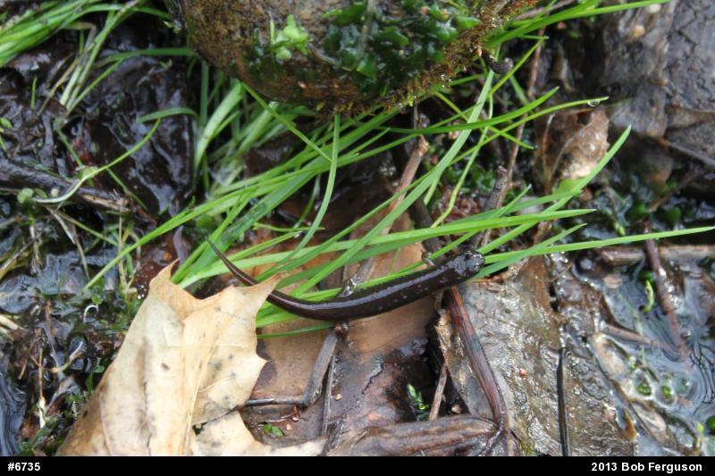 Northern Dusky Salamander