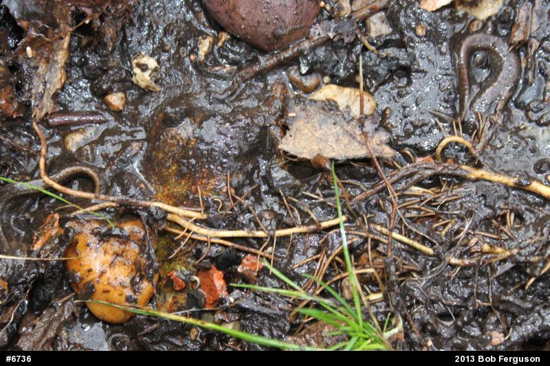 Northern Dusky Salamander