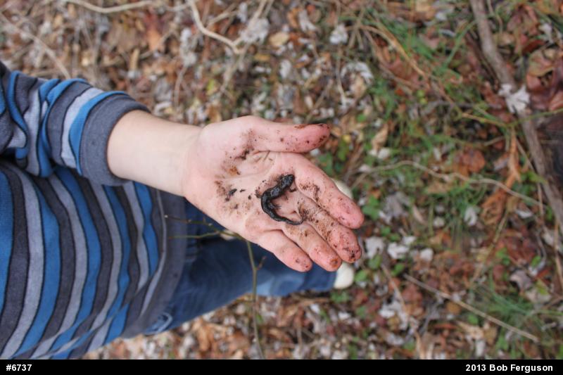 Northern Dusky Salamander