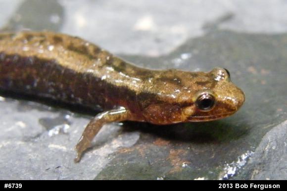 Allegheny Mountain Dusky Salamander