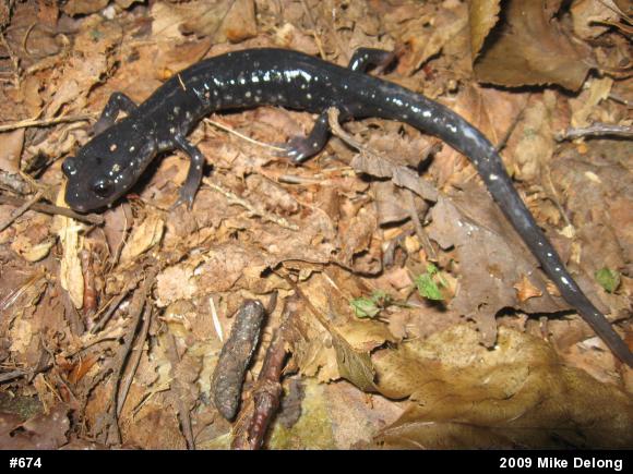 Northern Slimy Salamander