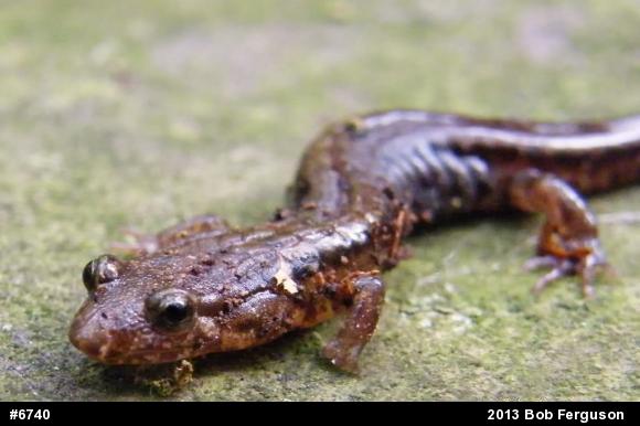 Allegheny Mountain Dusky Salamander