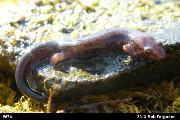 Allegheny Mountain Dusky Salamander