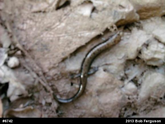 Allegheny Mountain Dusky Salamander