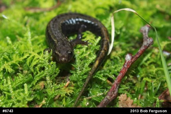 Allegheny Mountain Dusky Salamander