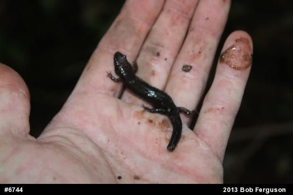 Allegheny Mountain Dusky Salamander