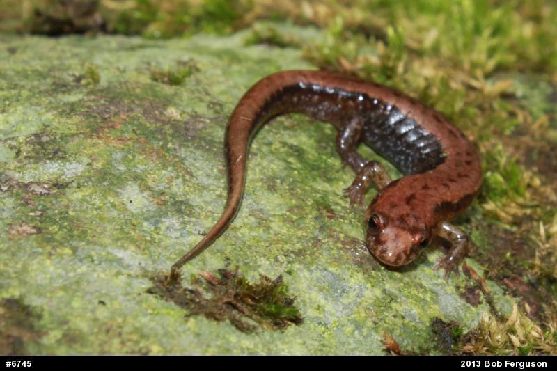 Allegheny Mountain Dusky Salamander