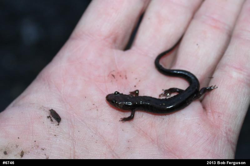 Allegheny Mountain Dusky Salamander