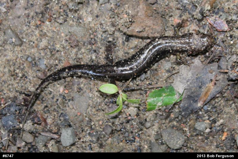 Allegheny Mountain Dusky Salamander