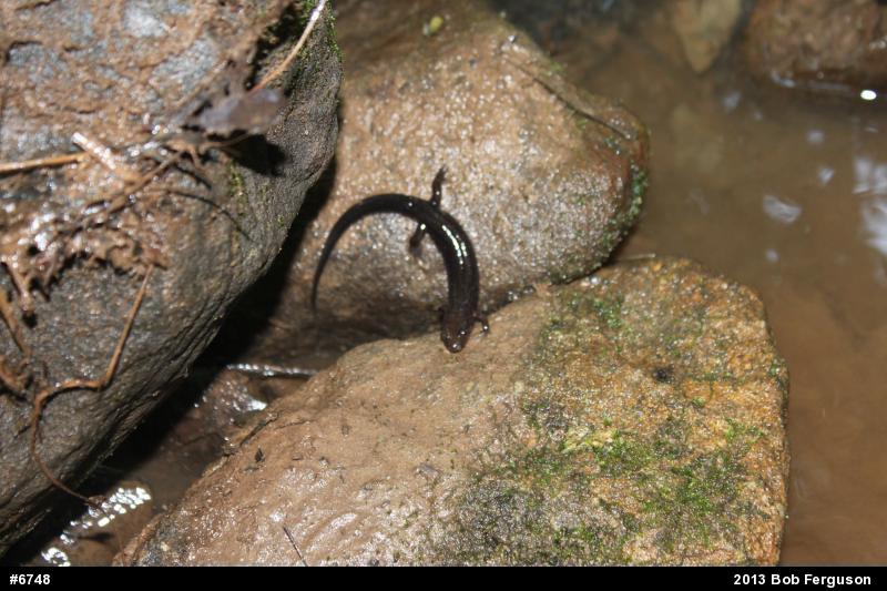 Dusky Salamanders