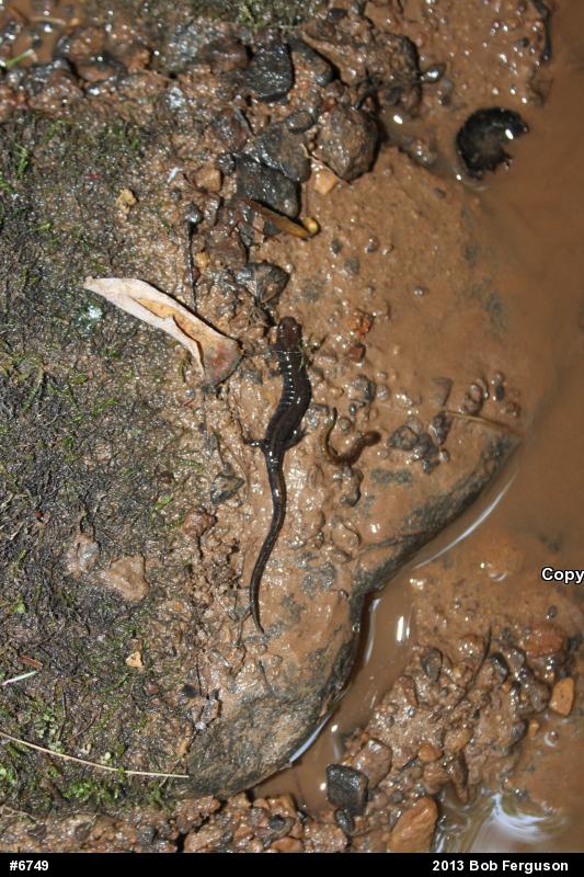 Allegheny Mountain Dusky Salamander