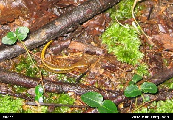 Northern Two-lined Salamander
