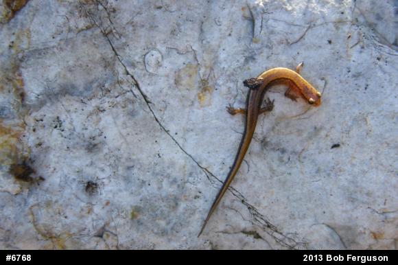 Northern Two-lined Salamander