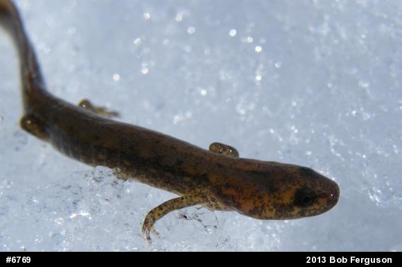 Northern Two-lined Salamander