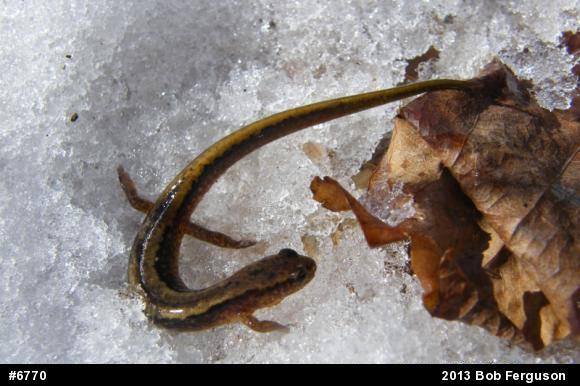 Northern Two-lined Salamander