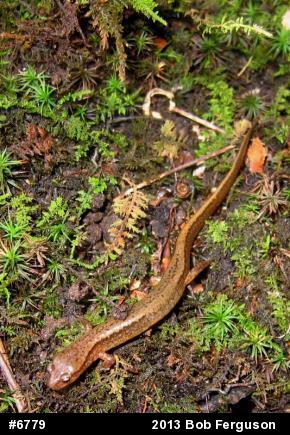 Northern Two-lined Salamander