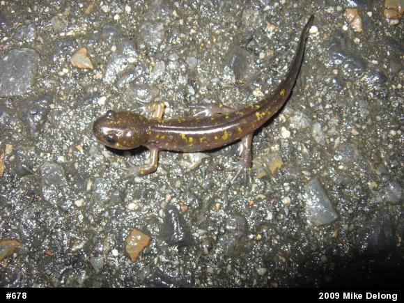 Spotted Salamander
