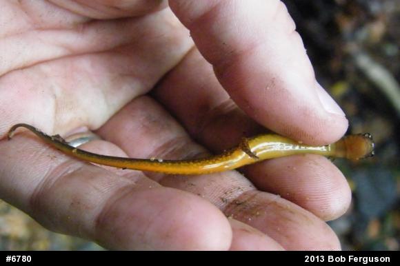 Northern Two-lined Salamander