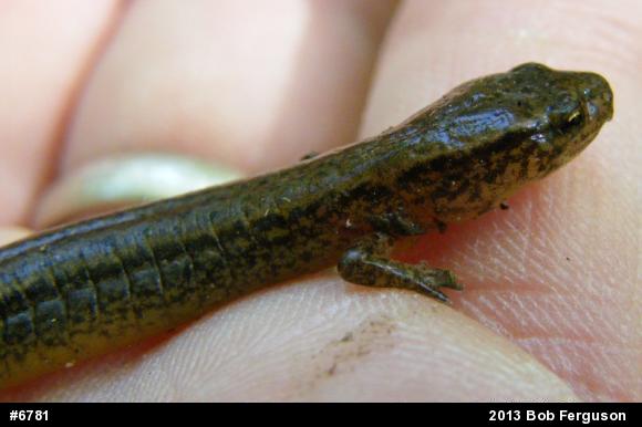 Northern Two-lined Salamander