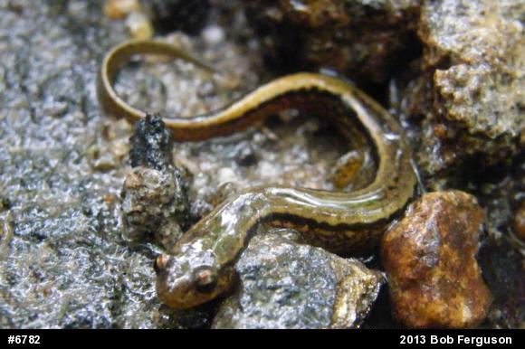 Northern Two-lined Salamander
