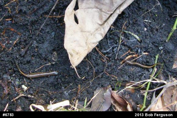 Northern Two-lined Salamander