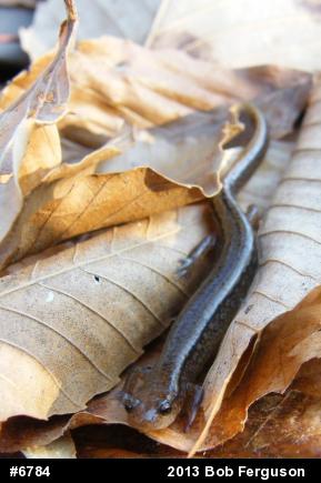 Northern Two-lined Salamander