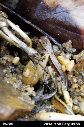 Northern Two-lined Salamander