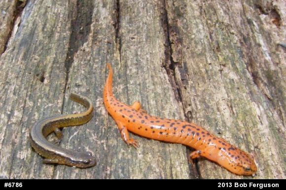 Northern Two-lined Salamander