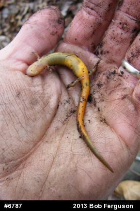 Northern Two-lined Salamander