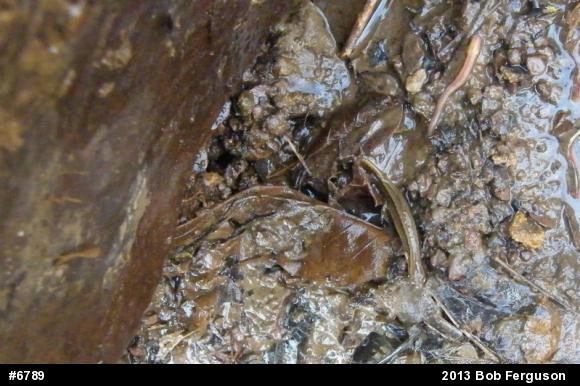 Northern Two-lined Salamander