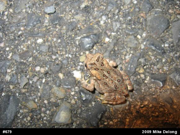 Eastern American Toad