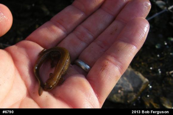 Northern Two-lined Salamander