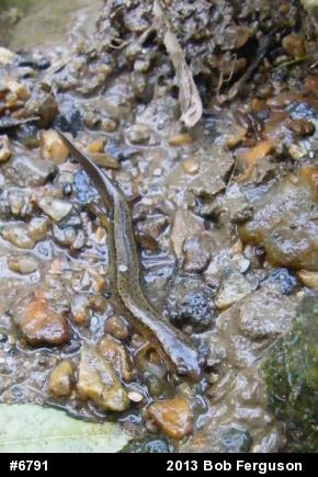 Northern Two-lined Salamander