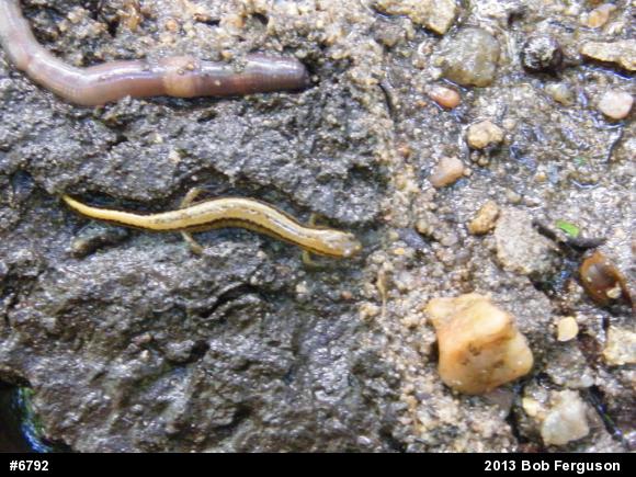 Northern Two-lined Salamander