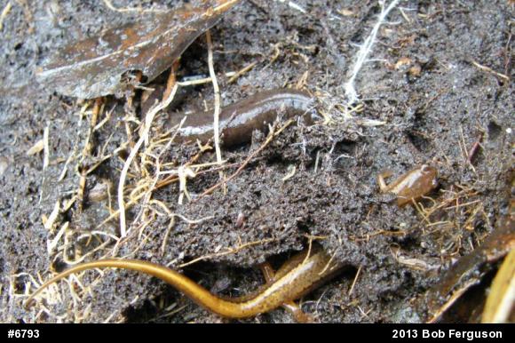 Northern Two-lined Salamander