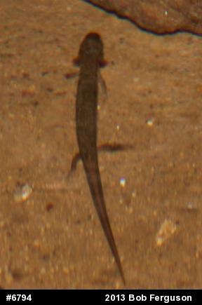 Northern Two-lined Salamander
