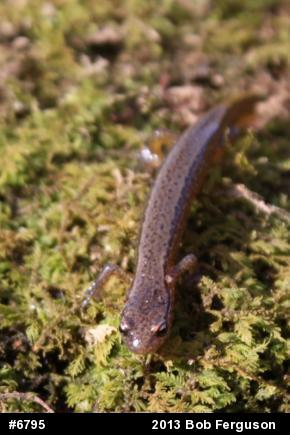 Northern Two-lined Salamander