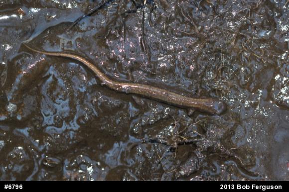 Northern Two-lined Salamander