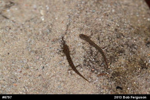 Northern Two-lined Salamander